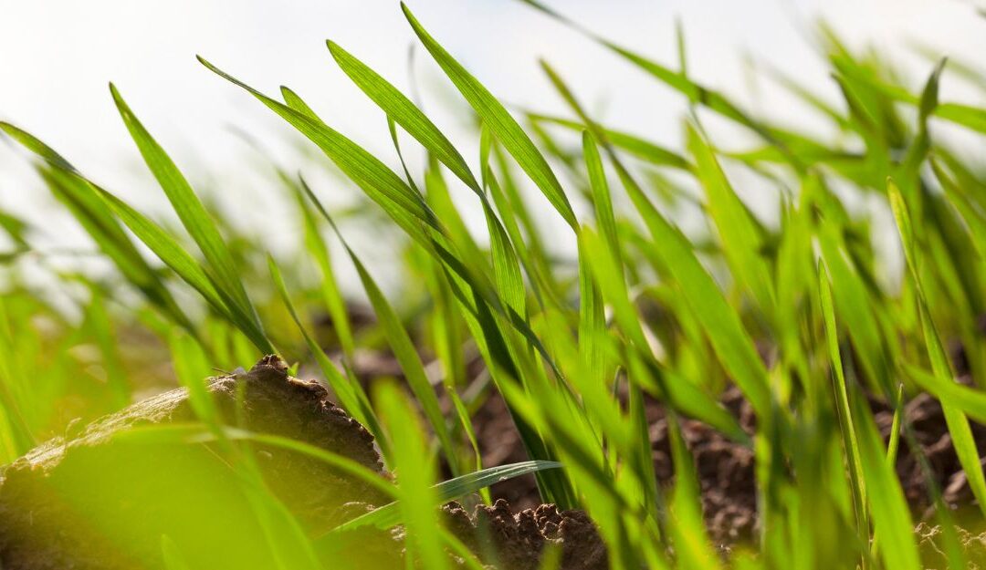 Boosting carbon farming in central Europe