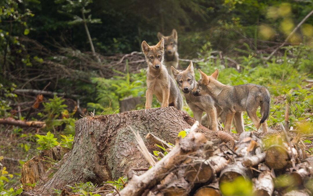 Hunters, livestock breeders, foresters and conservationists leading dialogue about wolves