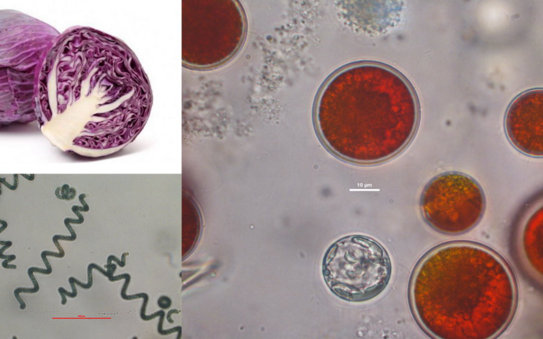 Colours from photosynthesis