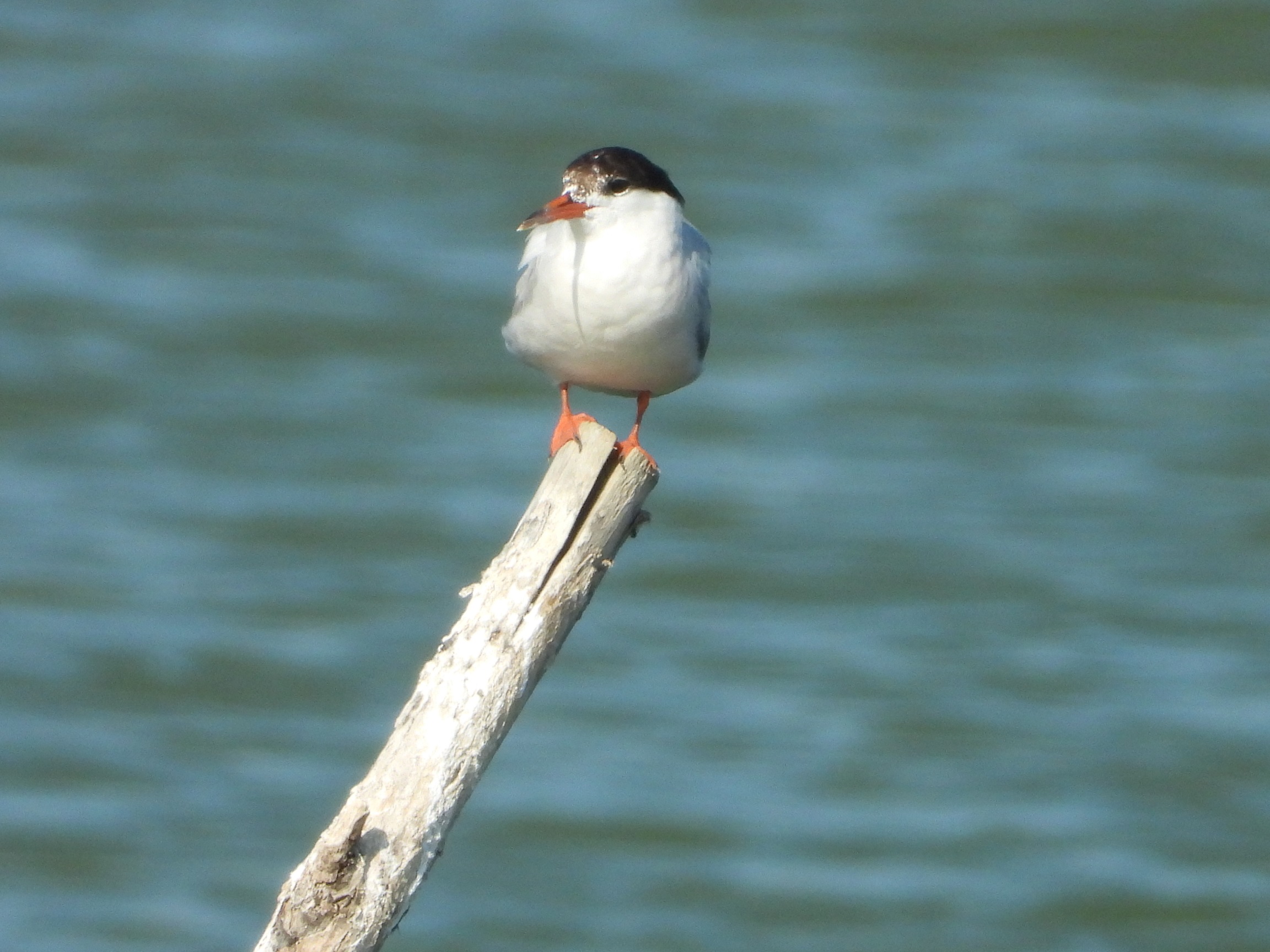 Interreg_CE_ReCo_Peer_Review_Visit_DOPPS-BirdLife Slovenia__CR_Ondrej Volf_2