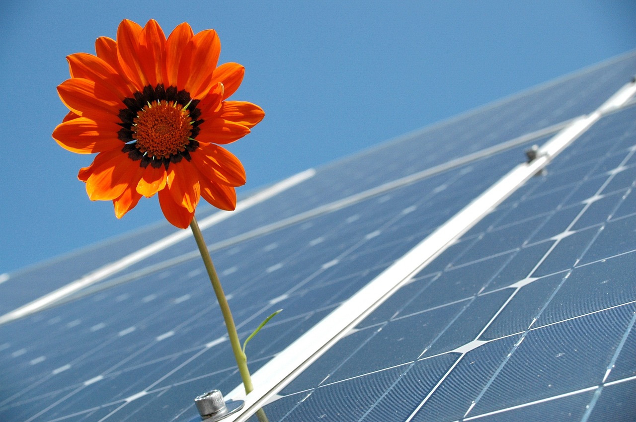 Flower on solar panels