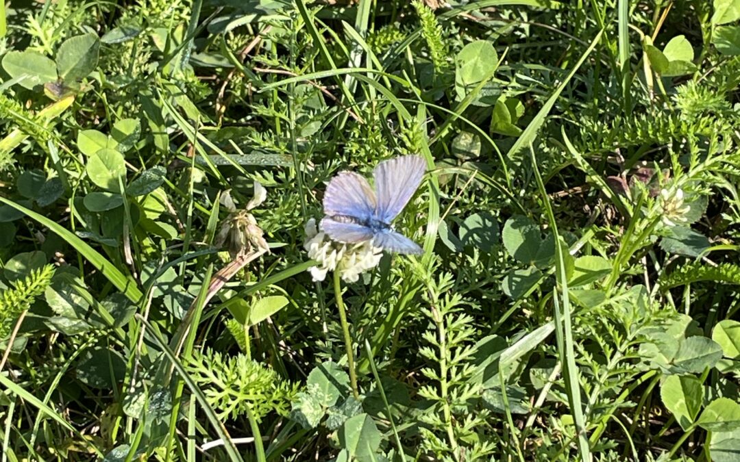 Visiting farmers in the Slovak Karst: How to coexist with large carnivores