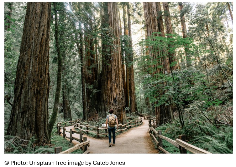 Man walking in the forest