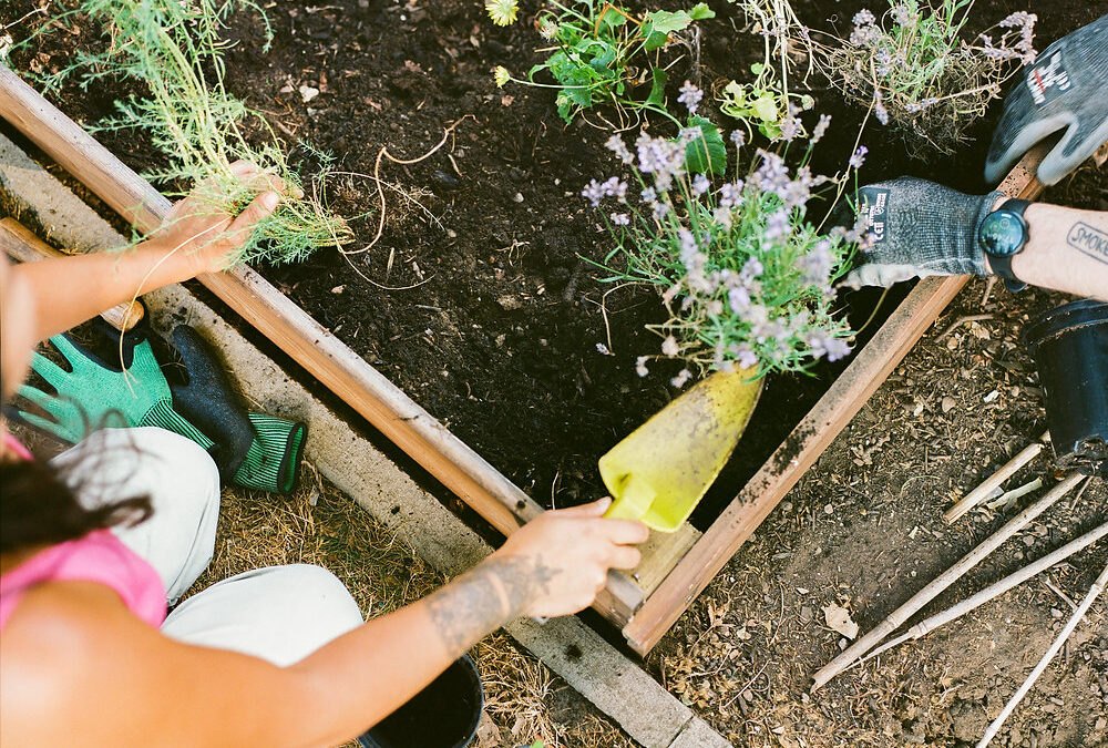 Cultivating Resilience:  Insightful  Article on Urban and Guerrilla Gardening in Barcelona