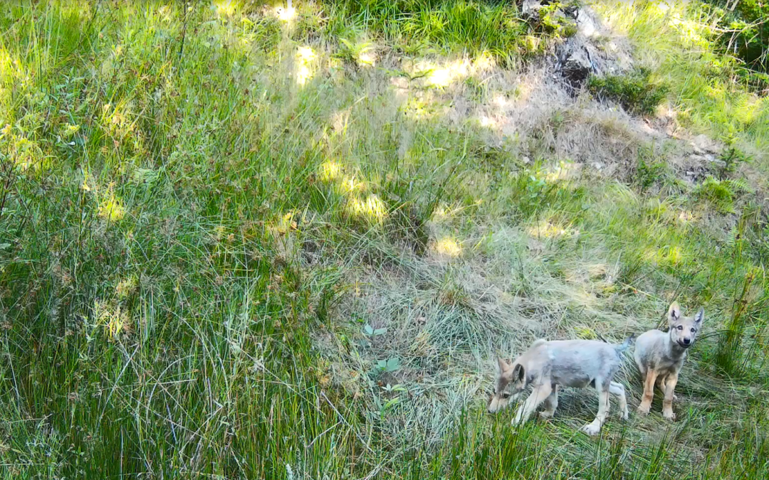 Wolf pups, welcome to the world!