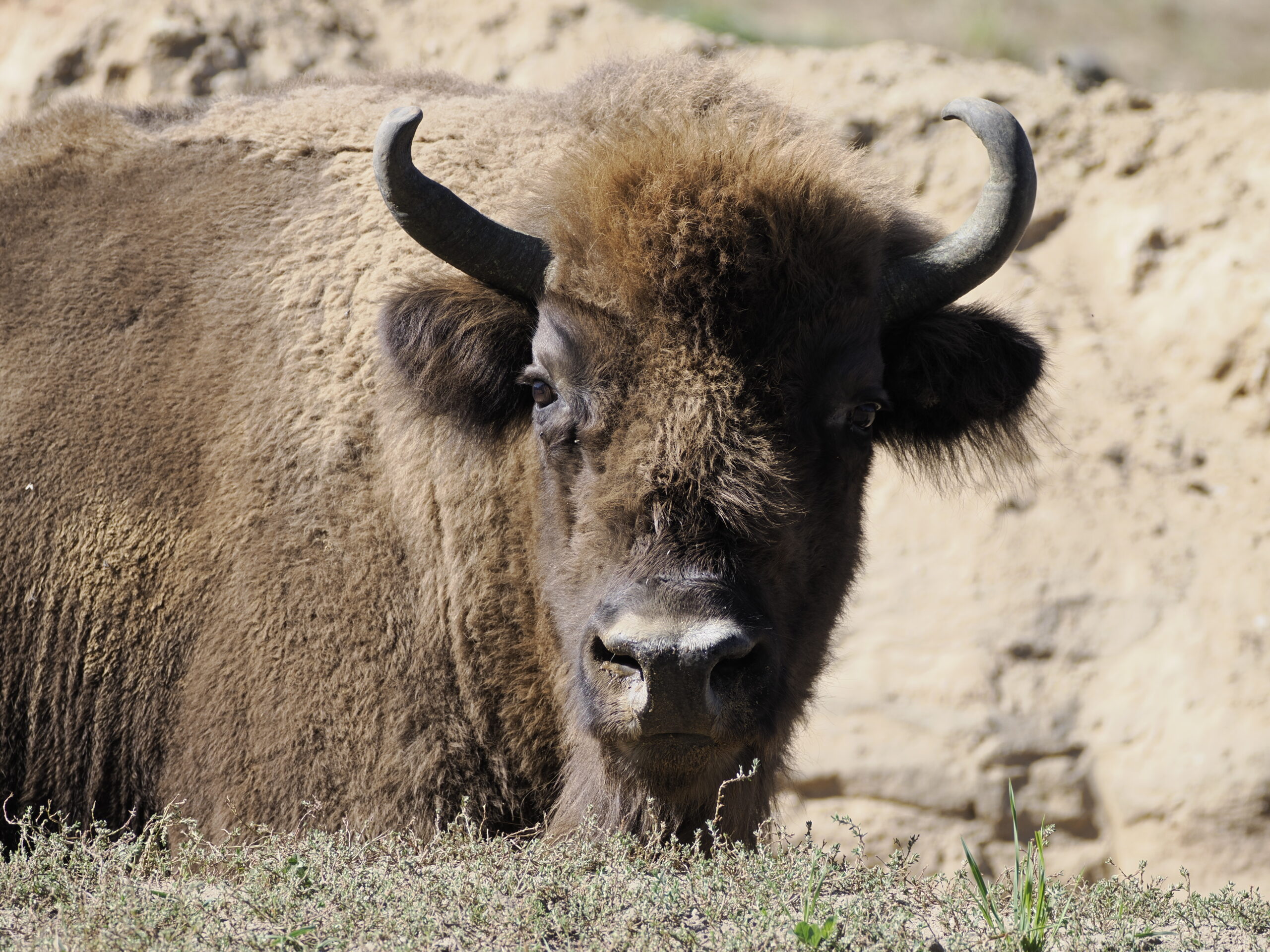 European Bison